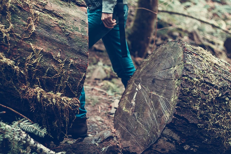 wood, tree, outdoors, close-up, log, forest, real people, trunk HD wallpaper