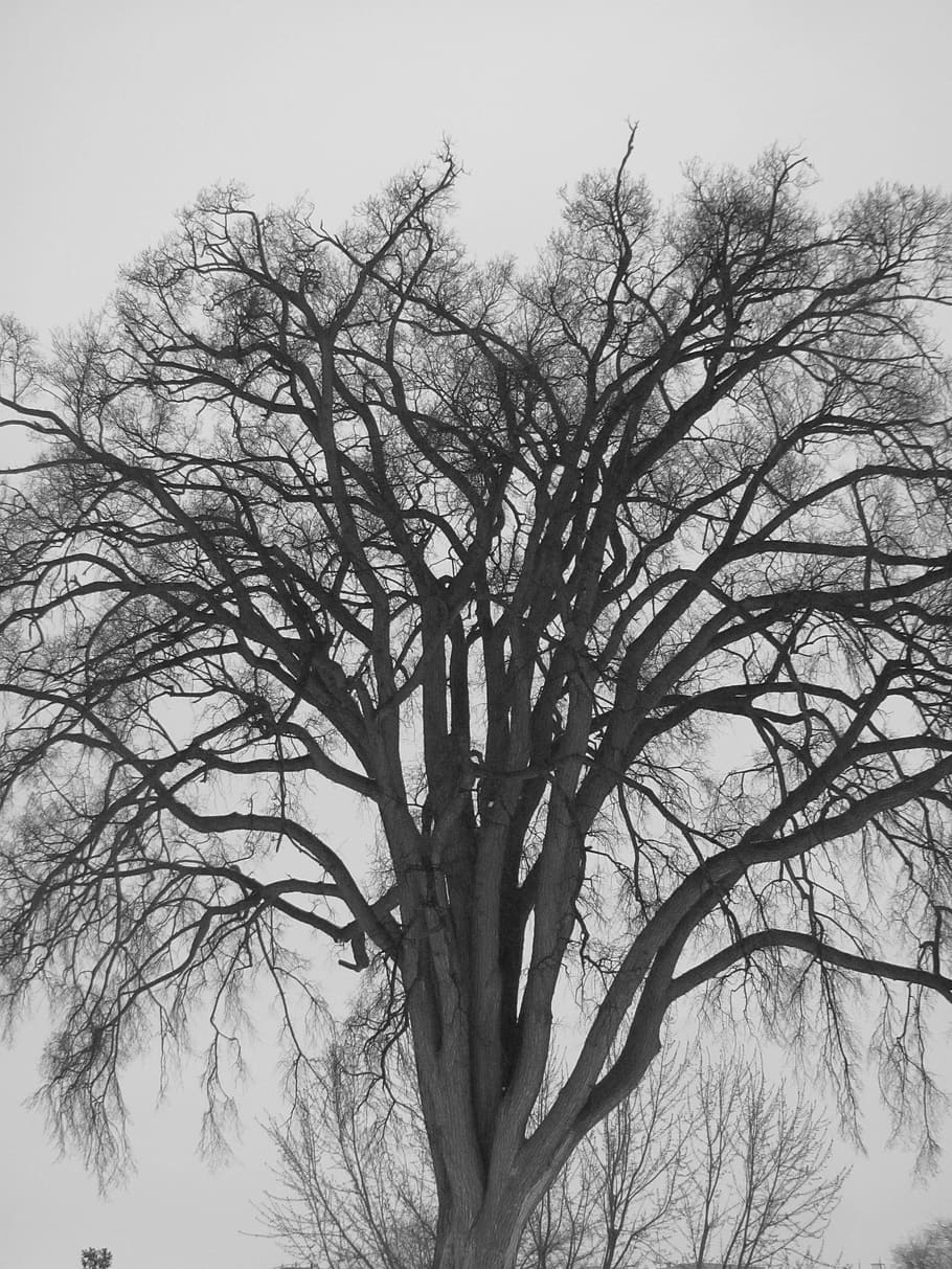 tree, winter, snow, outdoor, park, natural, nature, branch HD wallpaper