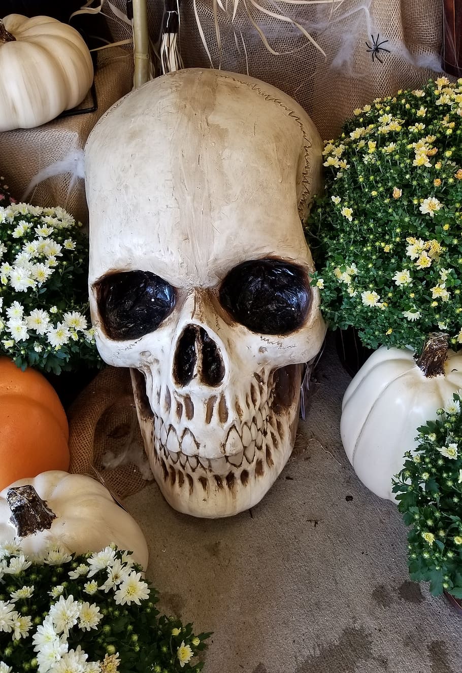 skull, skeleton, head, bones, autumn, halloween, pumpkins, mums HD wallpaper
