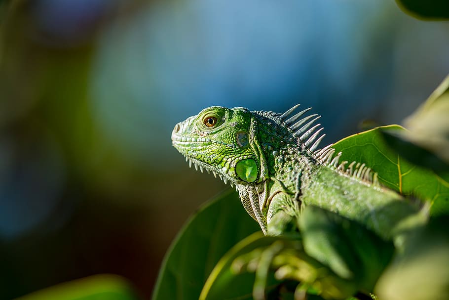 selective focus photo of green iguana, selective focus photography of green iguana