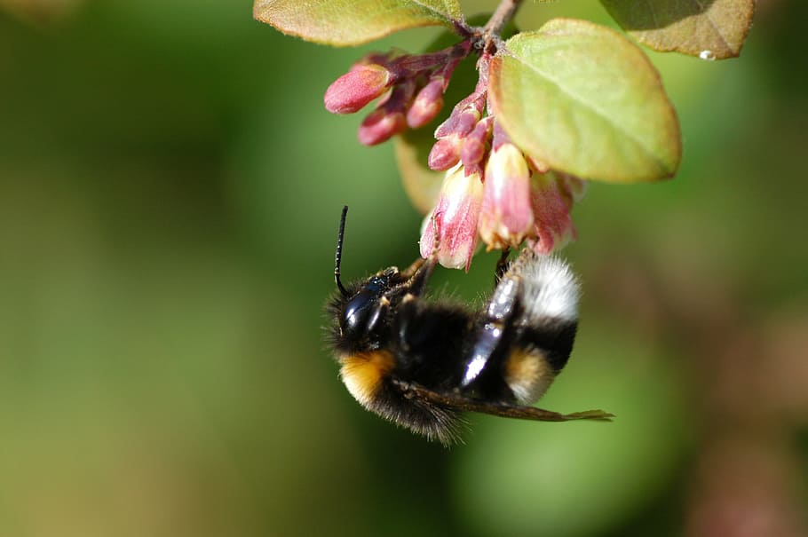 Hummel, Insect, Blossom, Bloom, Close, nature, pollination HD wallpaper