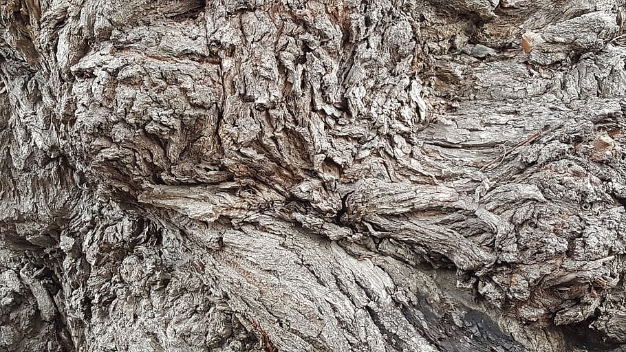 rough, nature, pattern, organization, dry, bark, old, surface HD wallpaper