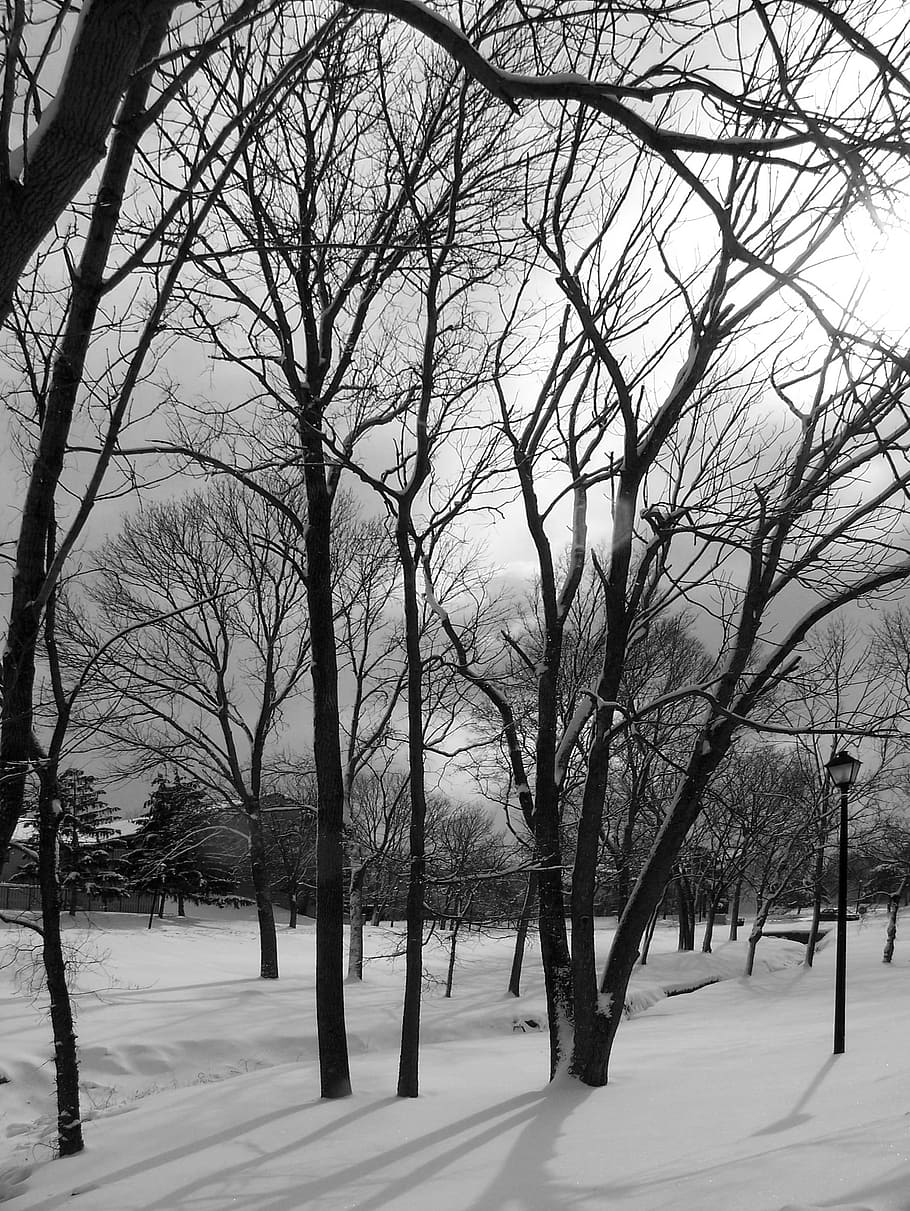 trees, snow, winter, xmas, christmas, season, cold, forest HD wallpaper