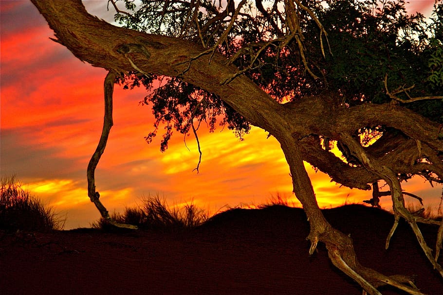 Sunset, Branch, Nature, tree, tree trunk, no people, outdoors HD wallpaper