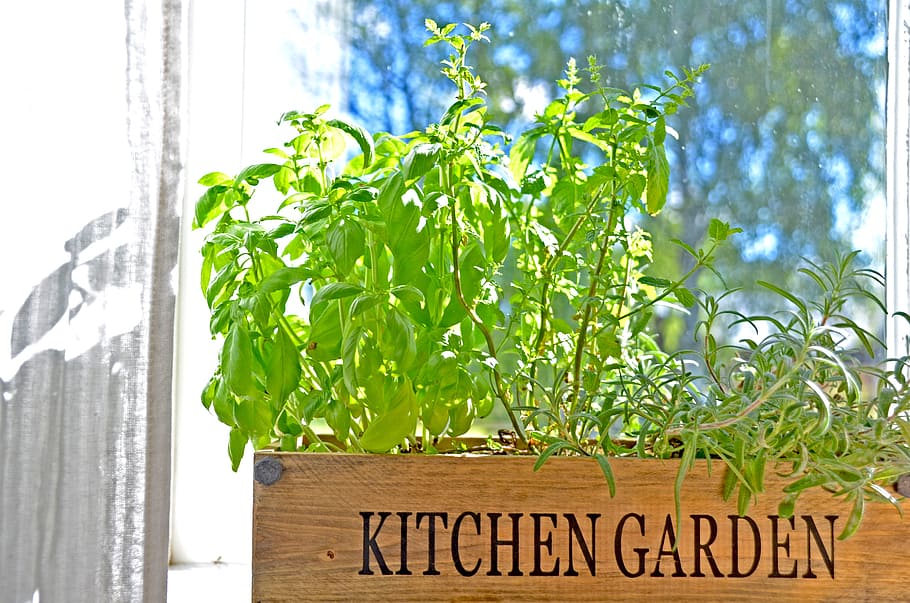 spices, window, sweden, green, summer, garden, cottage, sky blue HD wallpaper