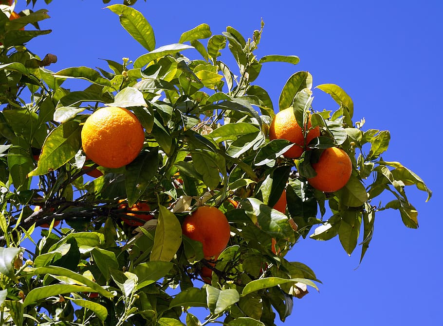 oranges, fruit, citrus, naranjo, nature, tree, vitamin, leaves HD wallpaper