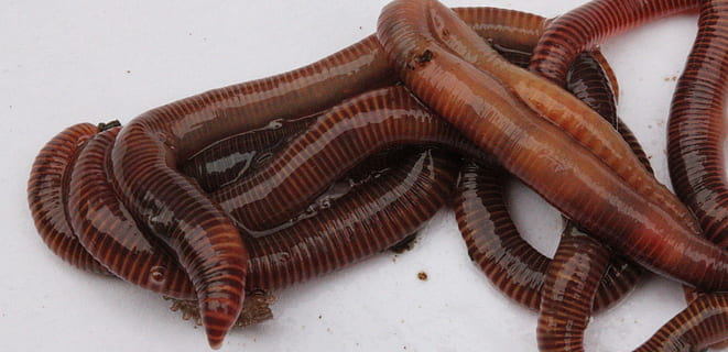 worms, garden, compost, lure, nature, soil, earth, dirt, slimy HD wallpaper