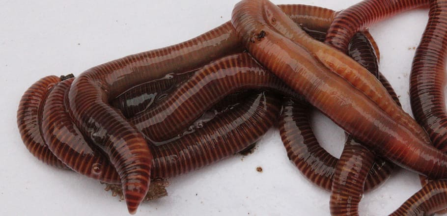 worms, garden, compost, lure, nature, soil, earth, dirt, slimy HD wallpaper
