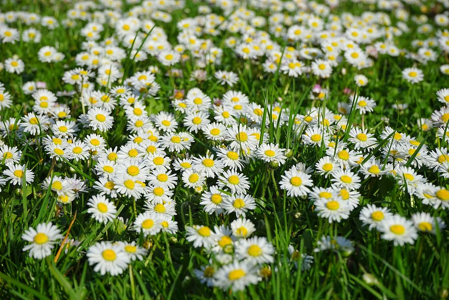 yellow-and-white flowers, daisy, blossom, bloom, bellis philosophy, HD wallpaper