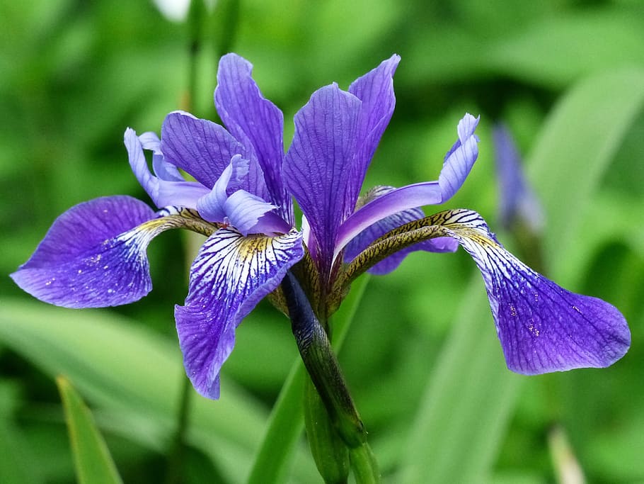purple petaled flower in bloom, Blue, Iris, Summer, Garden HD wallpaper