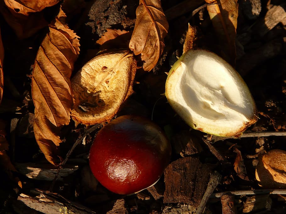 Chestnut, Buckeye, Fruit, concerns, ground, collect, autumn HD wallpaper