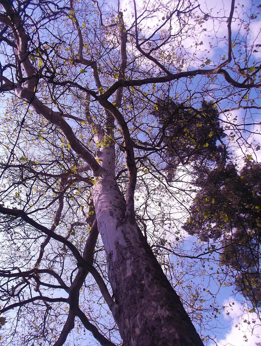 Platanus, Tree, Konary, Flora, vegetation, branch, nature, low angle view HD wallpaper