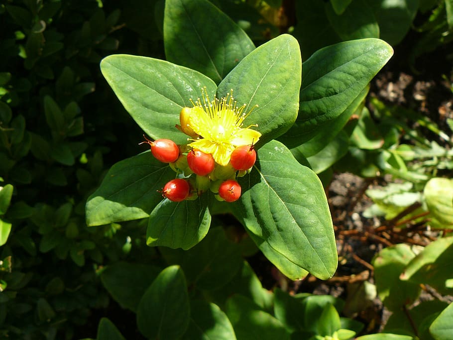 nature, blossom, bloom, fruit, plant, yellow, red, flower, leaf HD wallpaper