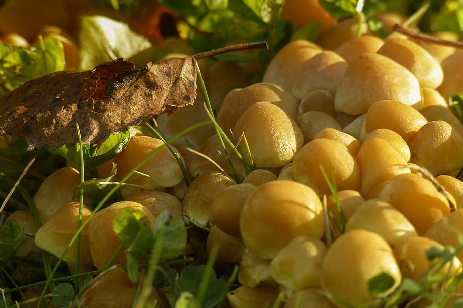 Clustered, Yellow, Wild Mushrooms, tiny, toxic, sunlight, autumn HD wallpaper