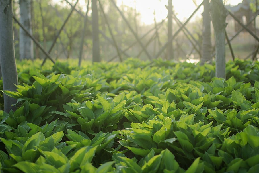 spring, original, wallpaper, forestlight, green, properties HD wallpaper