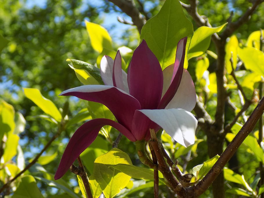 magnolia, botanical garden, spring, plant, growth, plant part HD wallpaper