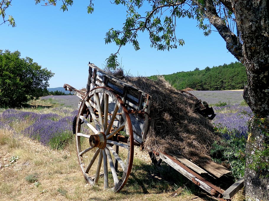 Lavender, Sault, Provence, Vaucluse, summer, wheel, wagon wheel HD wallpaper