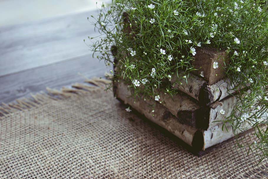 Plant, Decoration, Table, table decoration, flowerpot, no people HD wallpaper