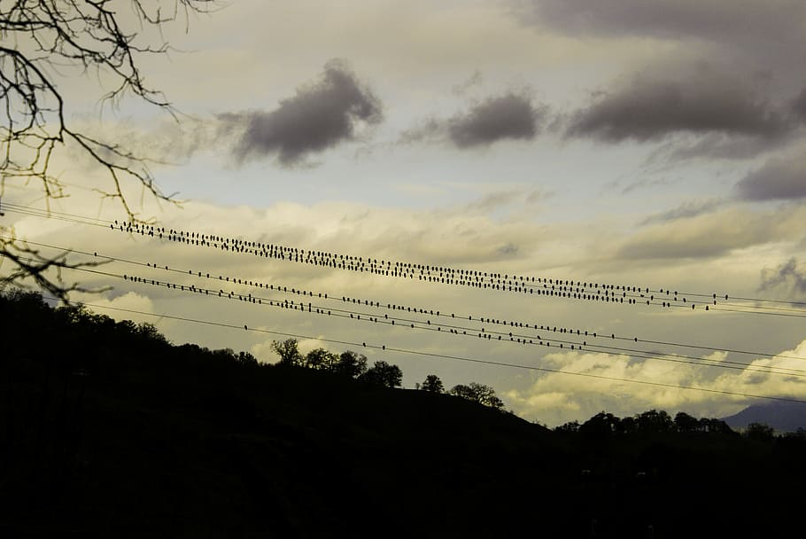 birds, wire, evening, silhouette, outdoor, sunset, cloud - sky HD wallpaper