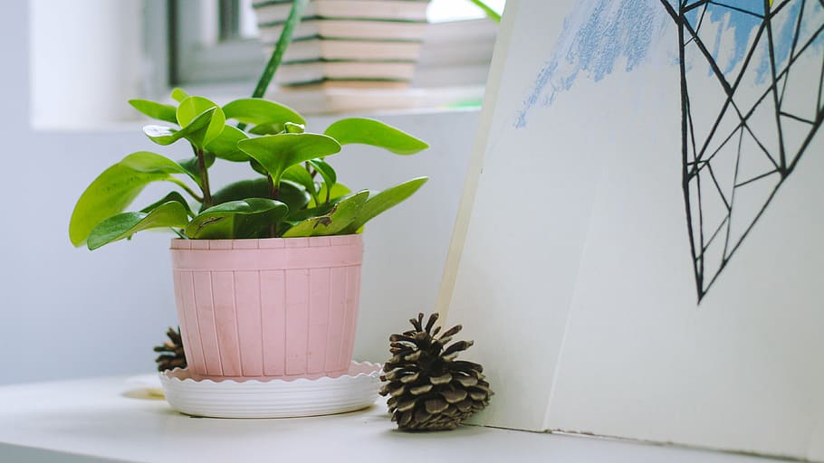 green plant on pink pot on table, indoor, potted plants, desktop HD wallpaper