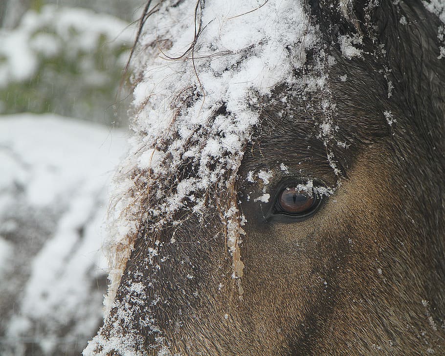 winter, horse, snow, cold, nature, farm, animal, equine, horse head HD wallpaper