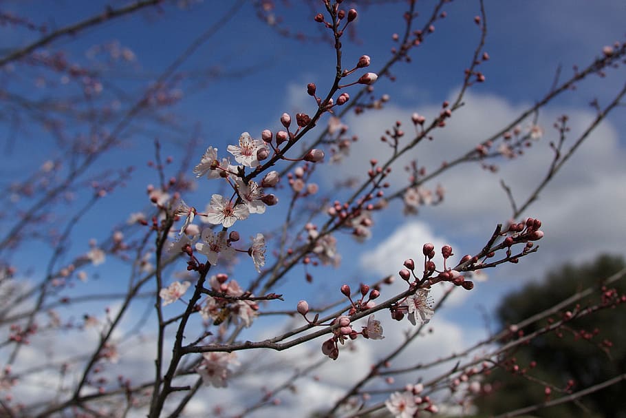 flowers, spring, plum tree, spring flowers, nature, floral HD wallpaper