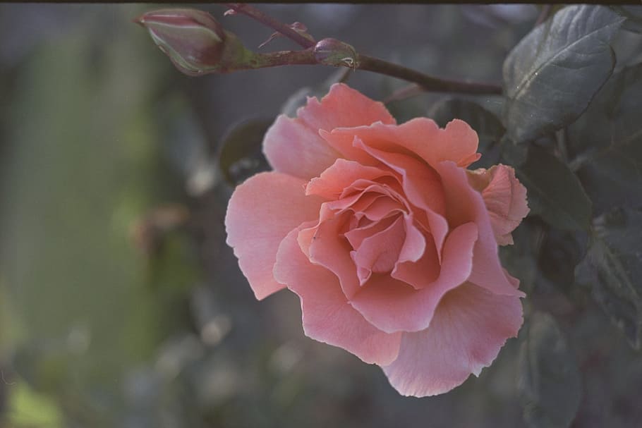 Rose, Pink, Plant, flower, petal, nature, fragility, flower head HD wallpaper
