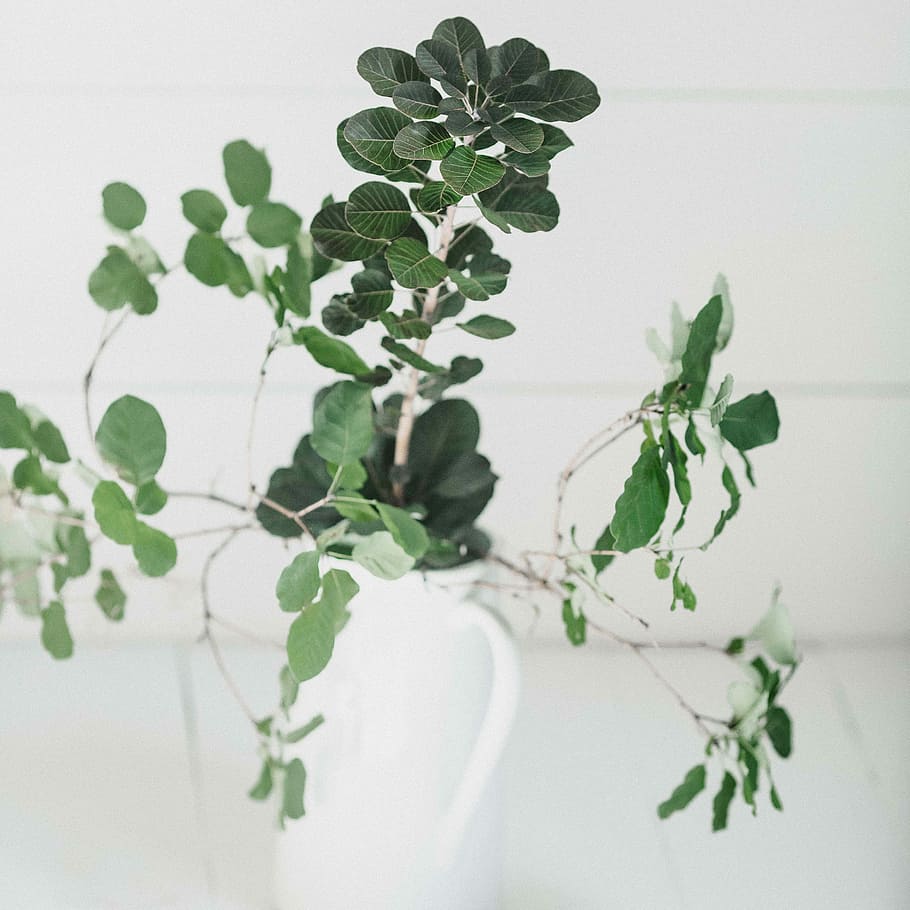 green leafed plant on white pot, green leafed indoor plant with white vase HD wallpaper