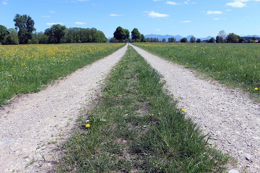 nature, grass, road, field, plant, sky, direction, the way forward HD wallpaper