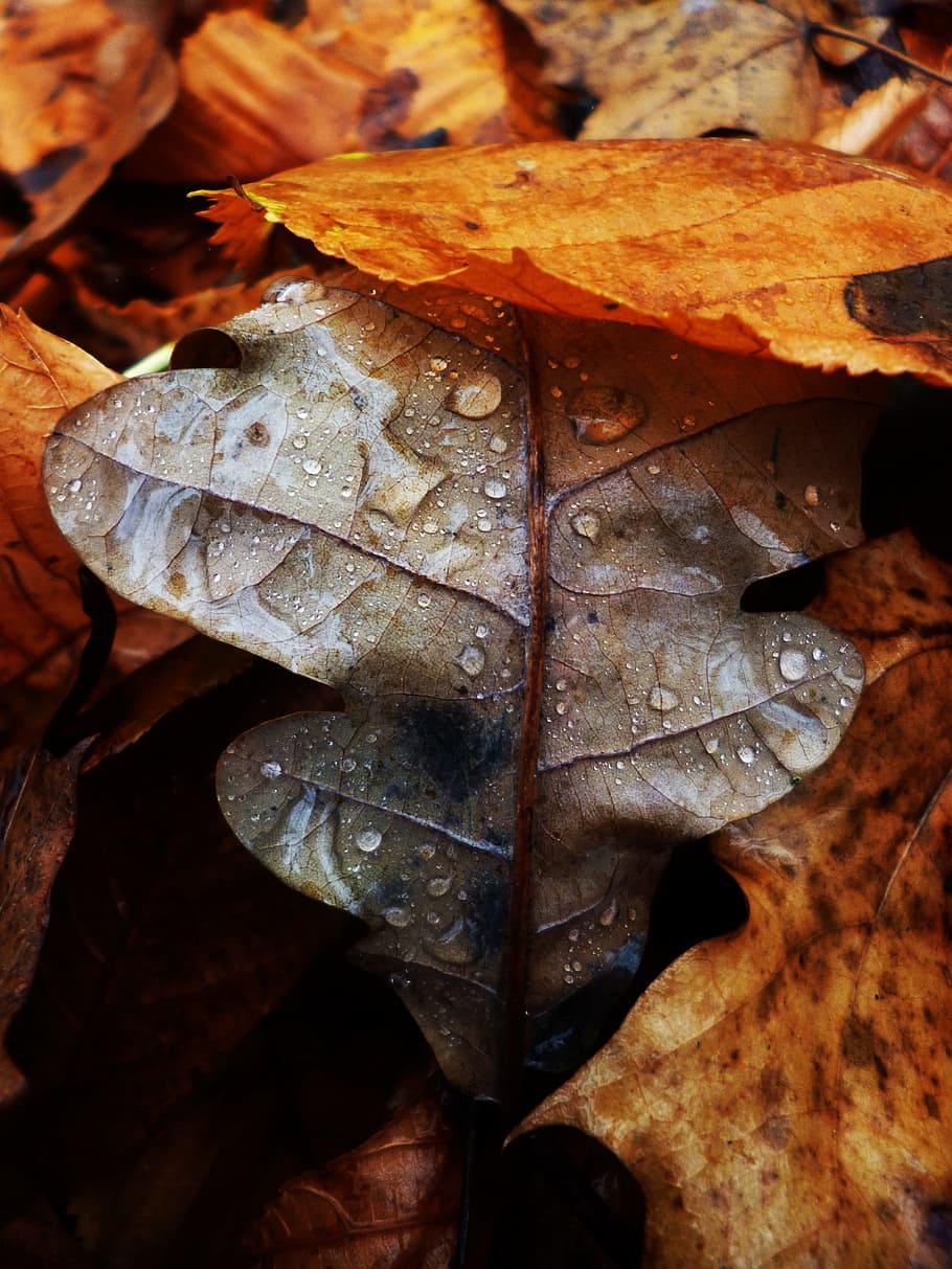 sheet, drop, macro, drops, nature, water, dew, water-drop, raindrop HD wallpaper