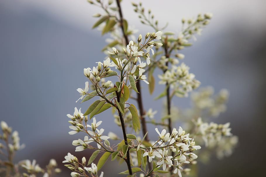Plant, Tree, Blossom, Bloom, Spring, leaves, nature, growth HD wallpaper