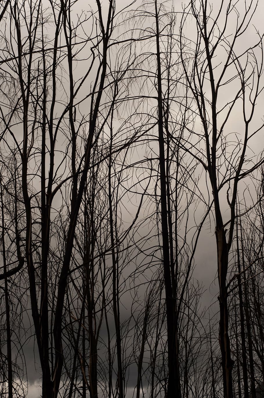 tree, fire, forest, nature, bare tree, branch, plant, sky, no people HD wallpaper
