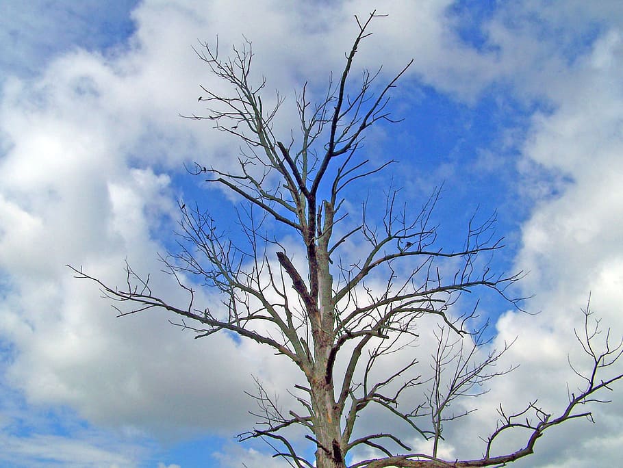 Tree, Dead, Trunk, Dry, Environment, Sky, blue, clouds, cloud - sky HD wallpaper