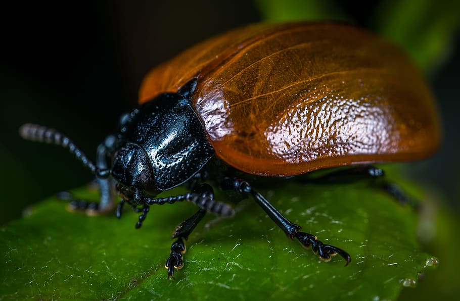 Insect beetle 1080P, 2K, 4K, 5K HD wallpapers free download.