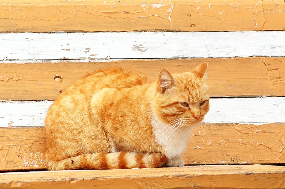 cat, bench, sitting, redhead, feline, domestic cat, pets, domestic animals HD wallpaper