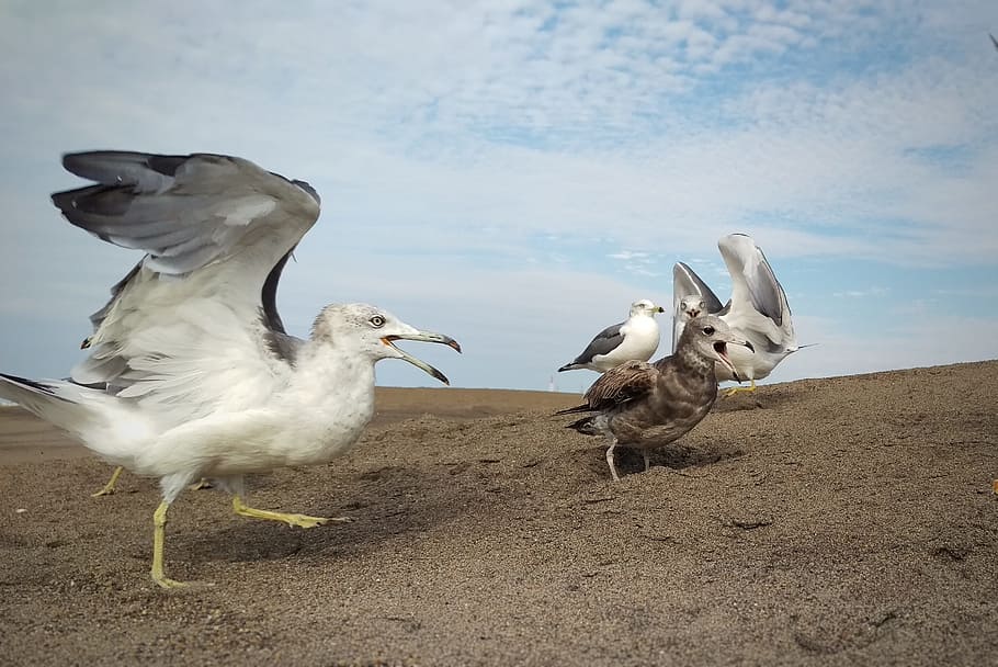 Sky, Cloud, Beach, Seagull, birds of the sea, wild birds, young bird HD wallpaper