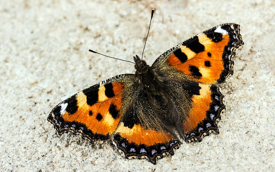 vanessa atalanta butterfly, little fox, nymphalis urticae, butterflies, HD wallpaper