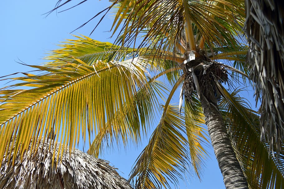 palma, sky, palms, light, tree, green, silhouette, leaves, trees HD wallpaper