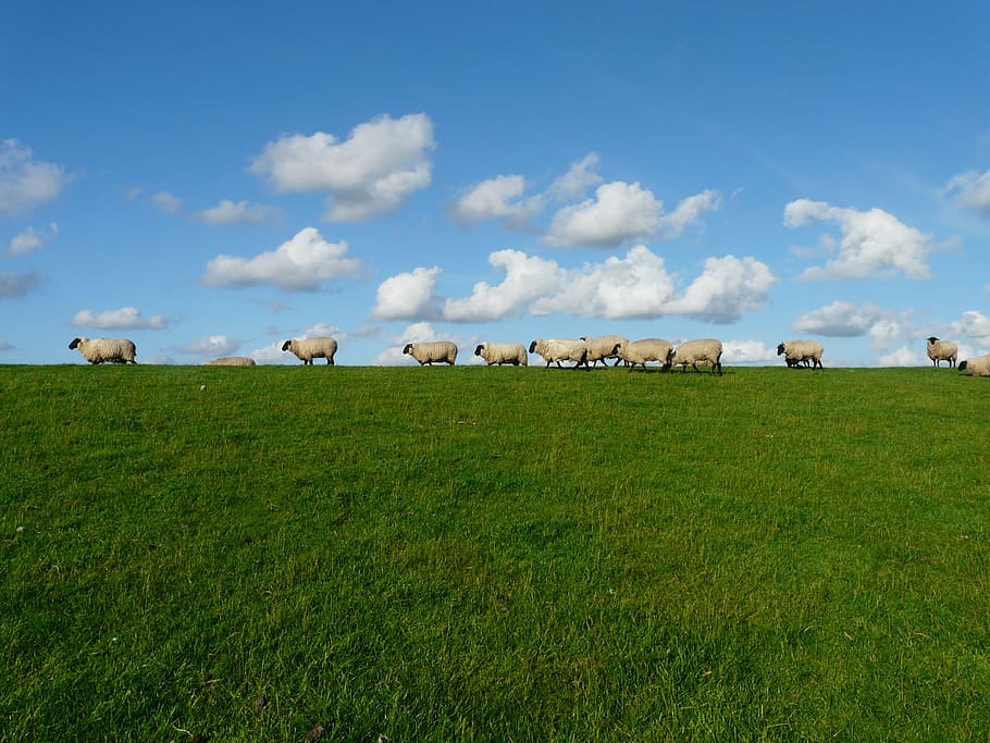 11 White Sheep in the Grass Field, animals, clouds, flock, grassland HD wallpaper