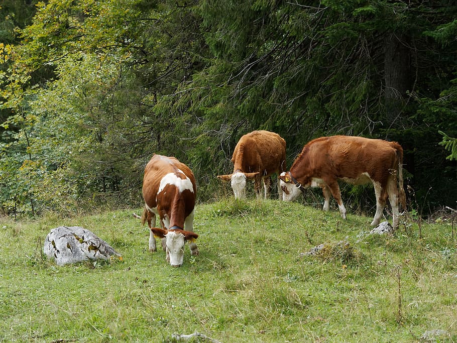 animals, cows, cattle, farm, ruminant, pasture, field, agriculture HD wallpaper