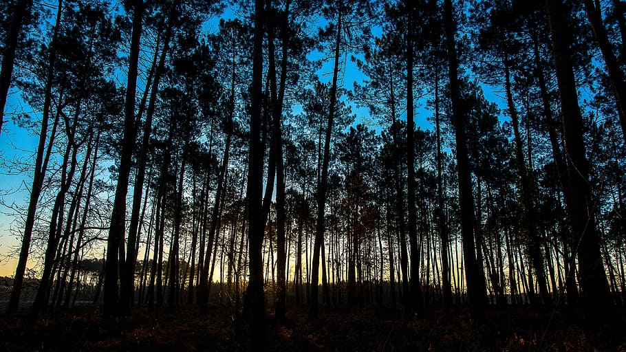 Arcachon, Basin, Sunset, Lanton, arcachon basin, tree, nature HD wallpaper