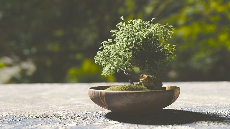 green bonsai plant on brown container, tree, frog, animal, jump HD wallpaper