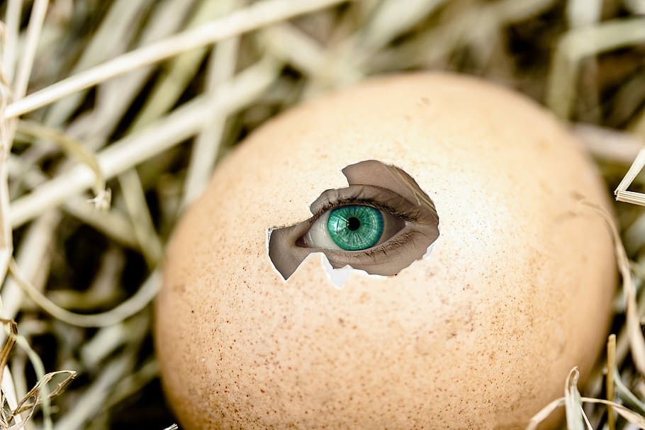 teal eye peeping on cracked brown egg on nest, Emergence, Hole HD wallpaper