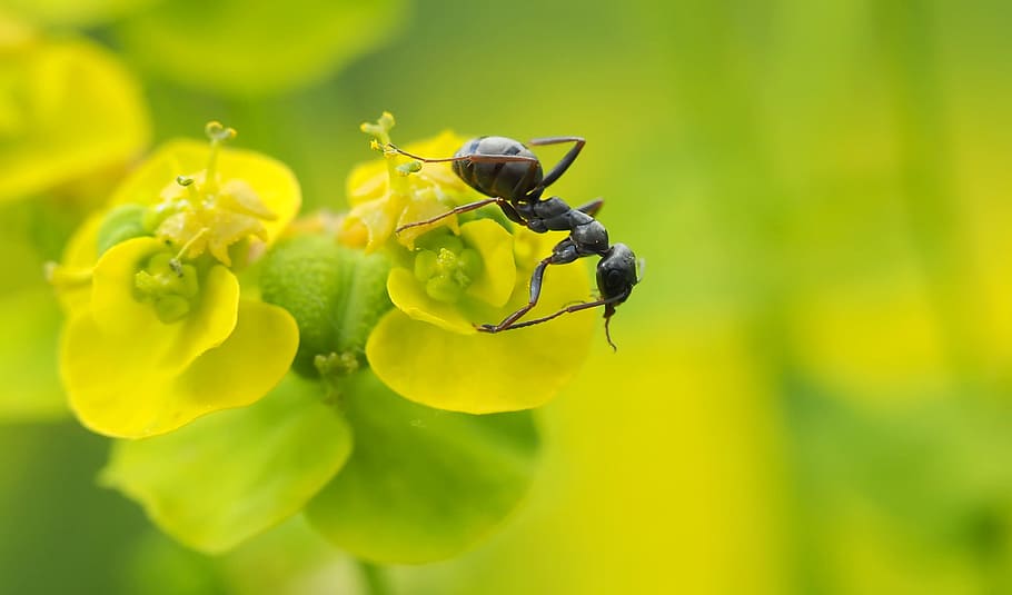 insect, nature, live, invertebrate, animal, animal themes, plant HD wallpaper