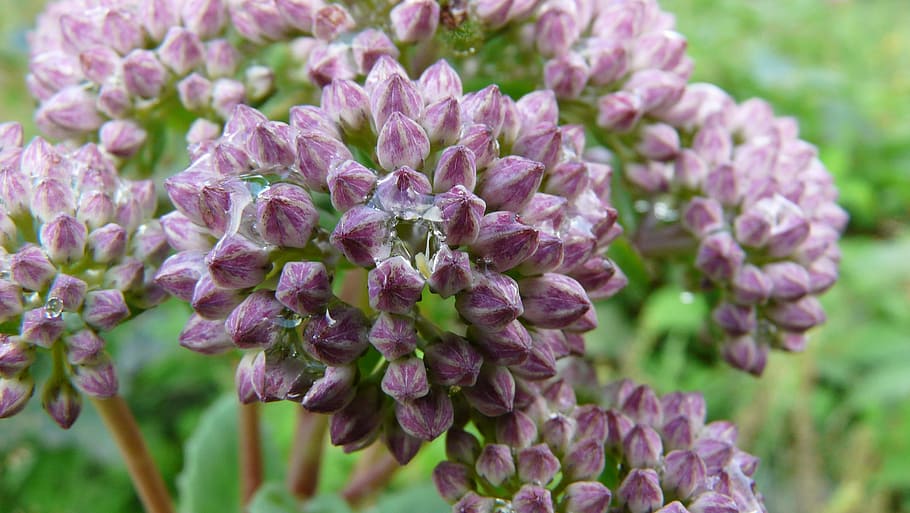 flower, macro, nature, flowering plant, fragility, vulnerability HD wallpaper