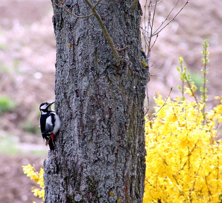 Bird, Pic, Great Spotted, Tree, Nature, garden, leaves, alsace HD wallpaper