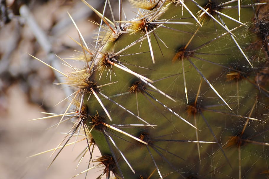 cactus, torrey pines, spikes, succulent plant, thorn, close-up HD wallpaper