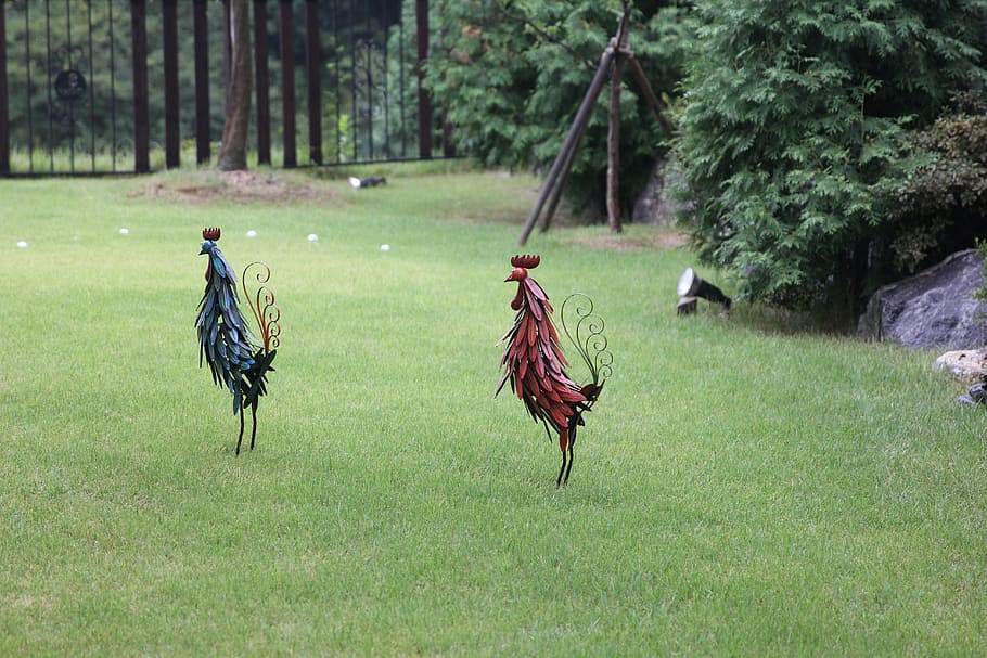 chicken, sculpture, garden, plant, land, grass, bird, tree HD wallpaper