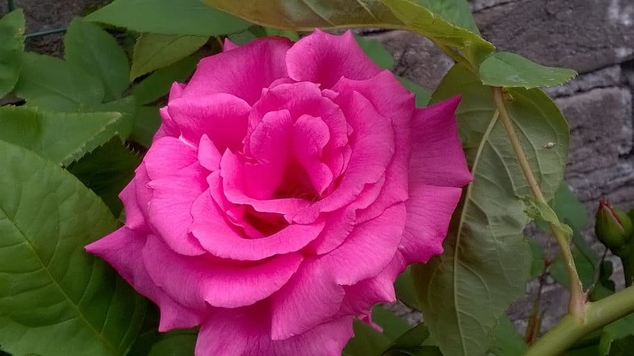 Flower, Nature, Spring, rose, beauty in nature, petal, plant HD wallpaper