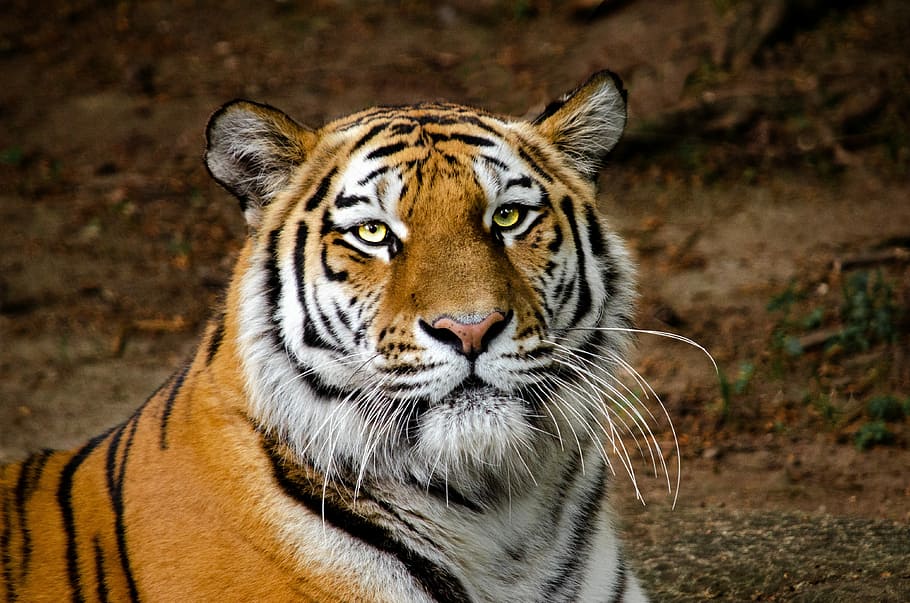 close-up of tiger on ground, head, portrait, eyes, predator HD wallpaper